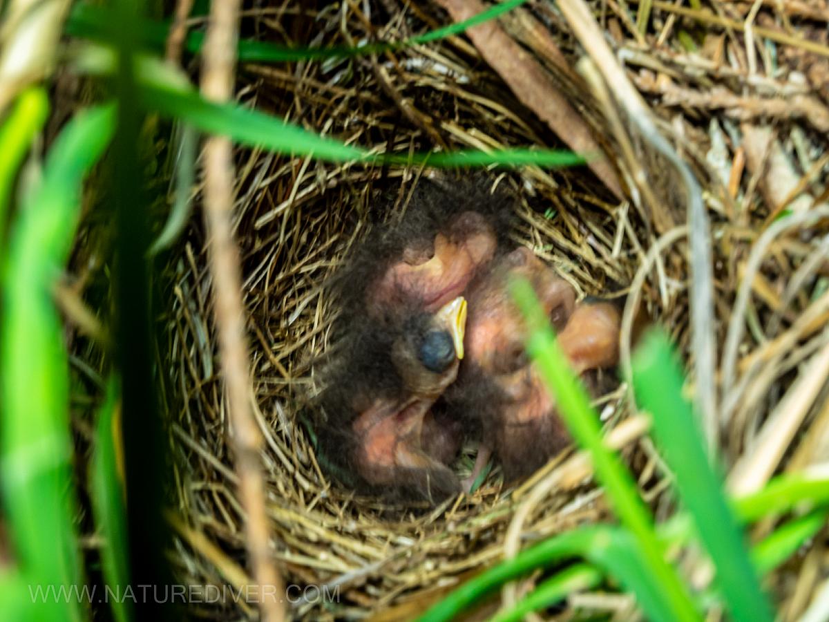 P5060002 Towhee 4 hatchlings May 6