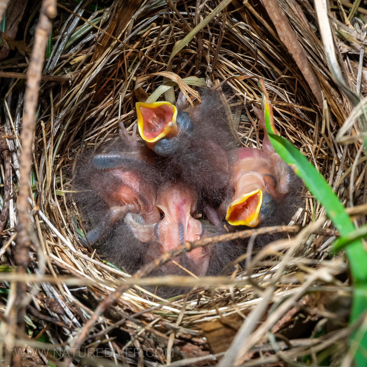 P5070007 Towhee hatchlings May 7