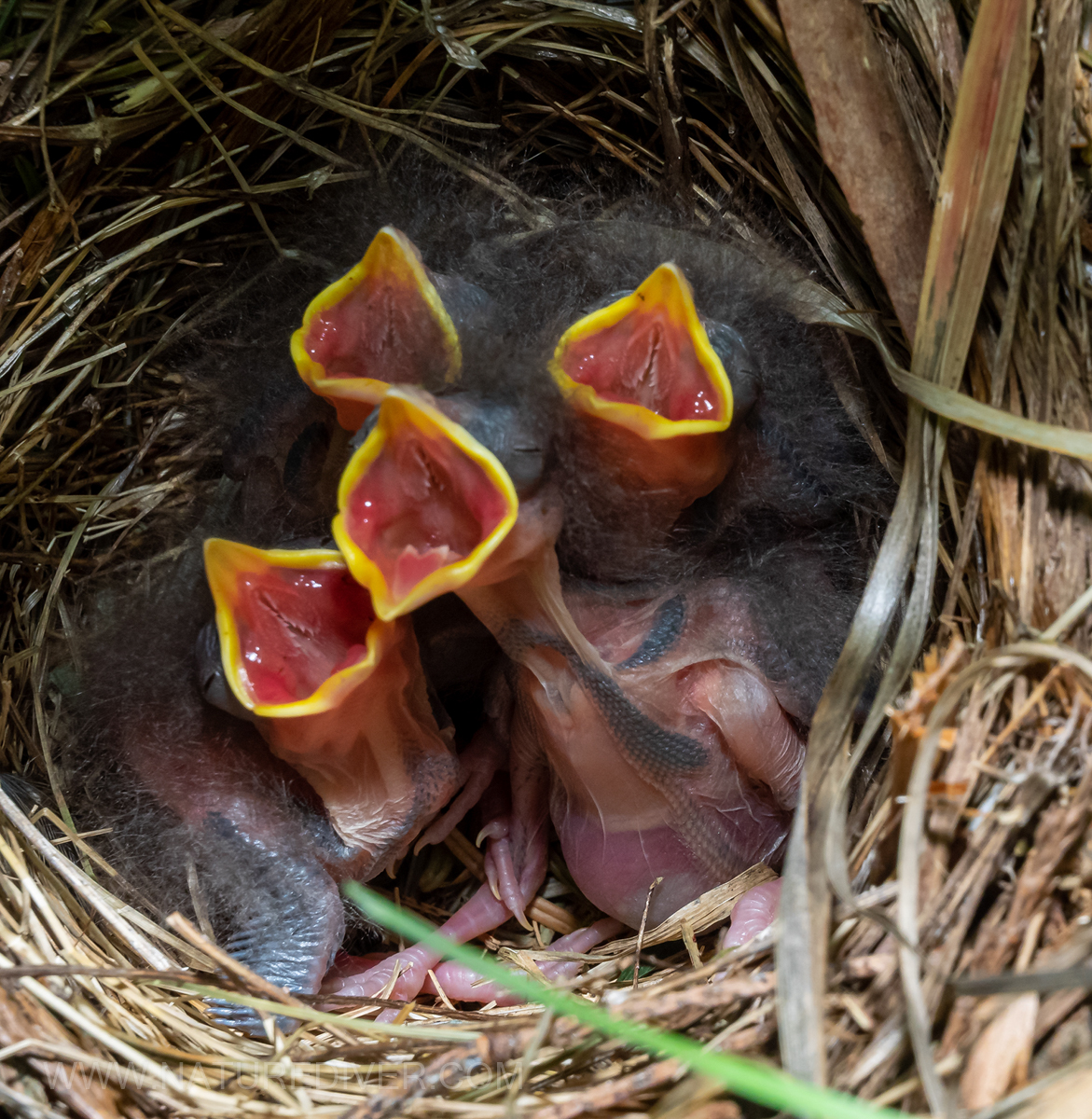 P5080007 Towhee hatchlings May 8