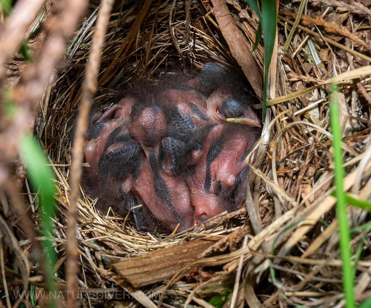 P5090002 Towhee hatchlings May 9