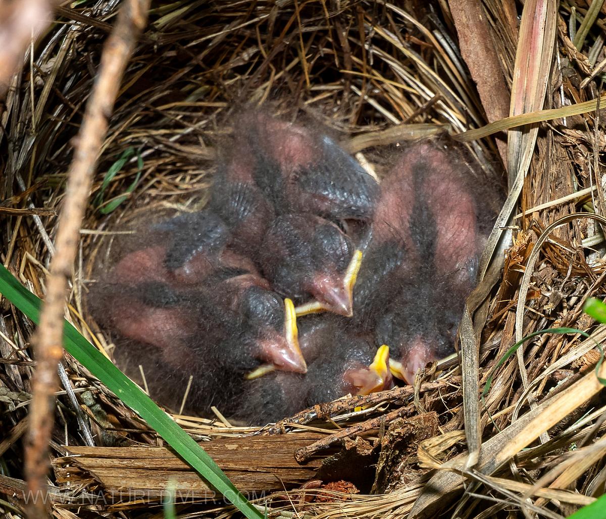 P5090004 Towhee hatchlings May 9 pm