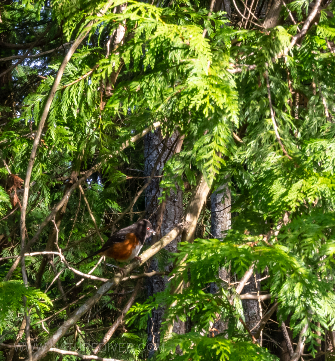 P5100001 Towhee parent May 10