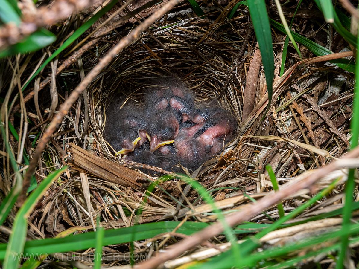 P5100004 Towhee hatchlings May 10 am