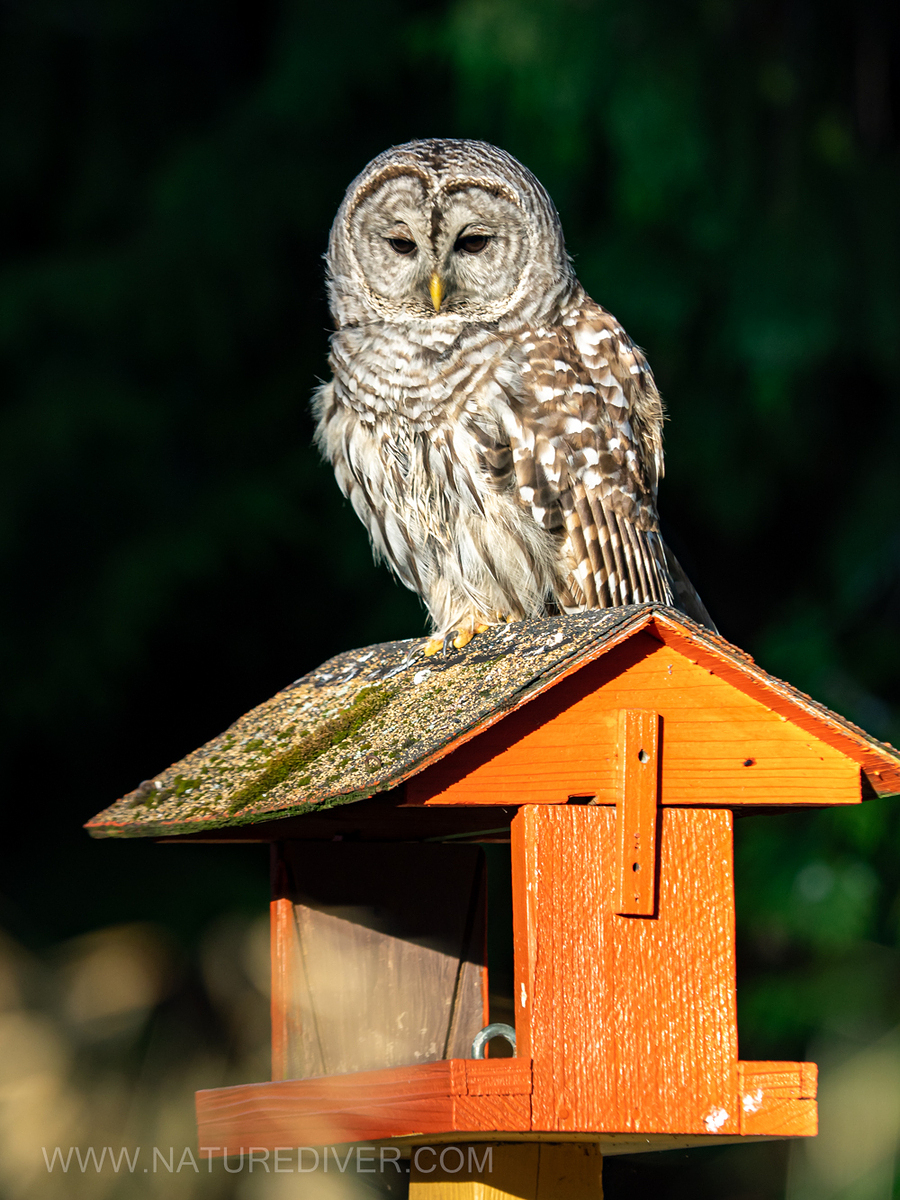 Barred Owl