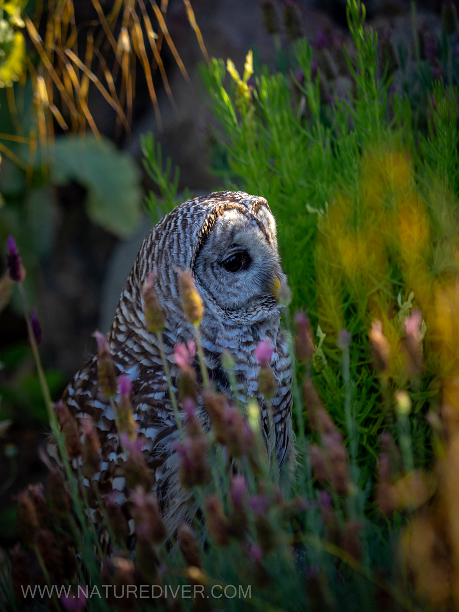 Barred Owl