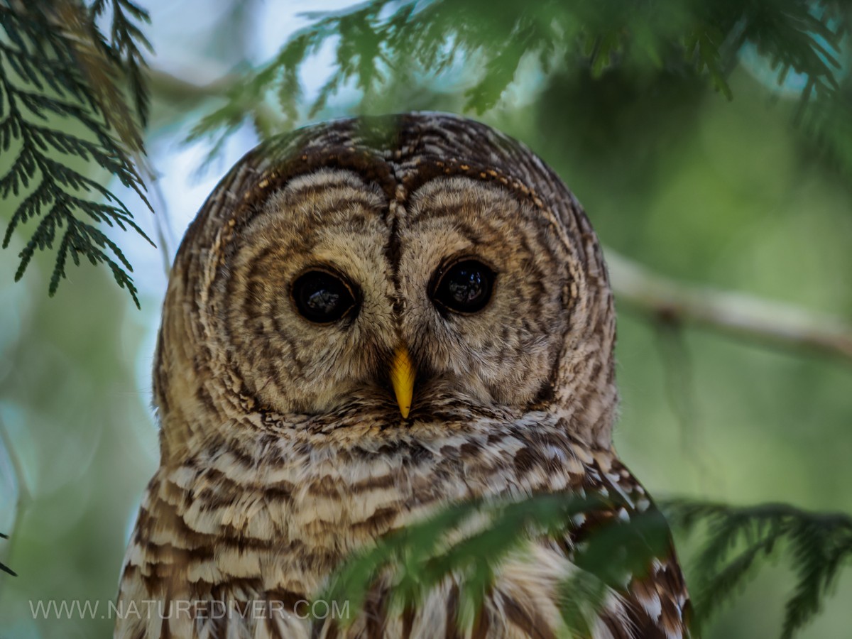 Barred Owl 2023 (3 of 11)
