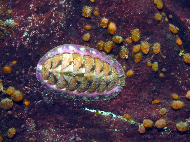 Blue-Line Chiton (Tonicella undocaerulea)