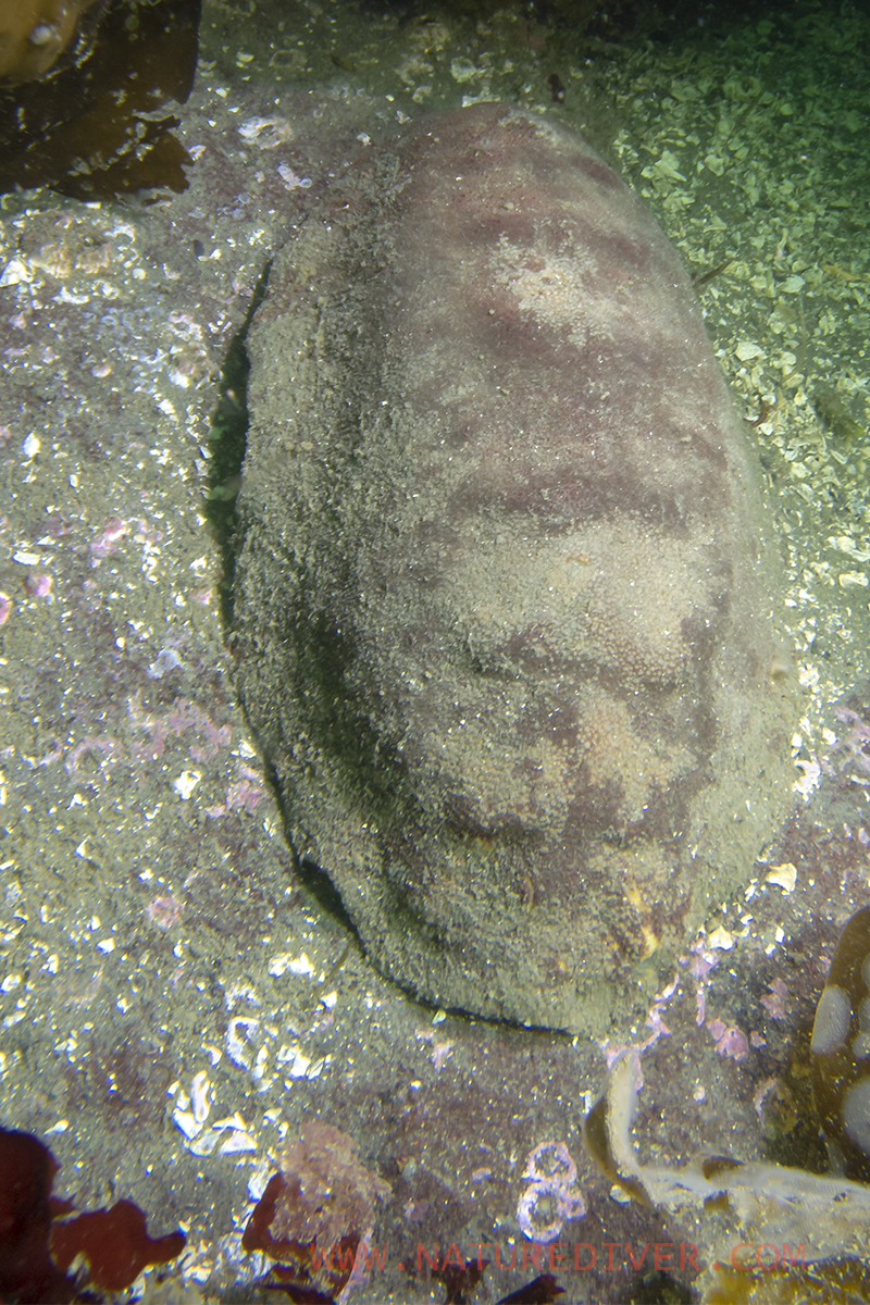 Giant Gumboot Chiton (Cryptochiton stelleri)1