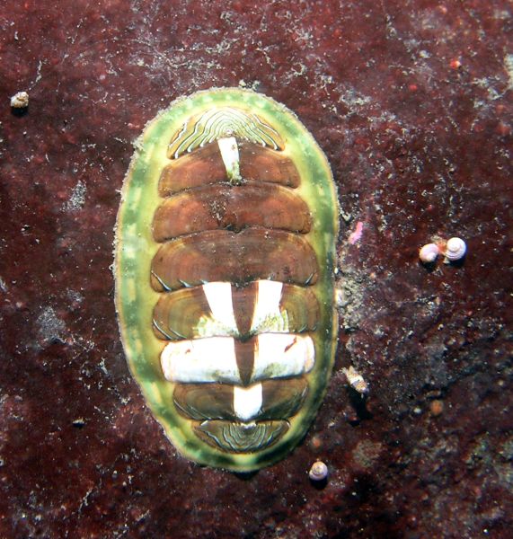 Lined Chiton (Tonicella lineata)