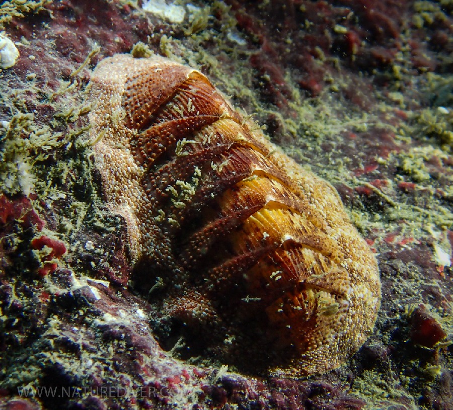 Merten's Chiton (Lepidozona mertensi)