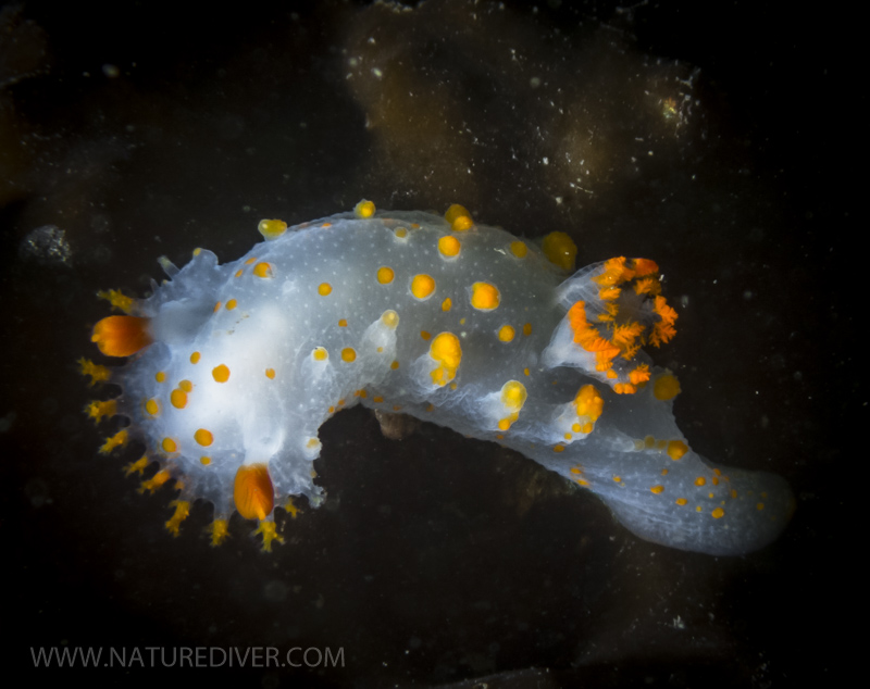 Clown Nudibranch (Triopha catalinae)