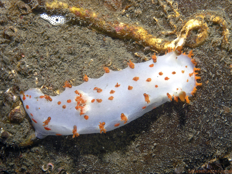 Clown Nudibranch (Triopha catalinae)