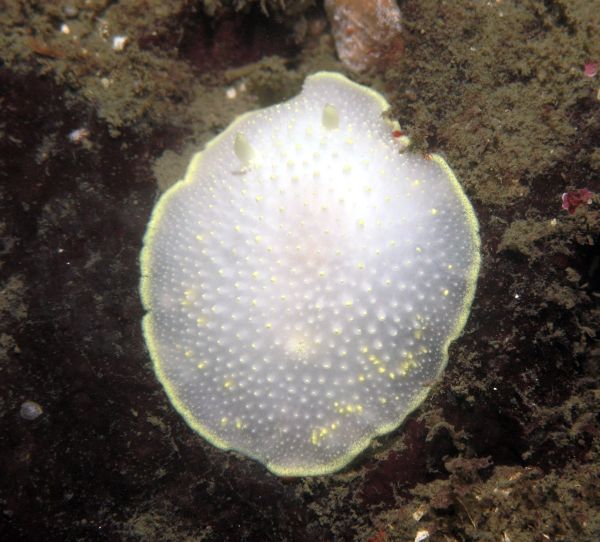 Yellow-Margin Nudibranch (Cadlina luteomarginata)