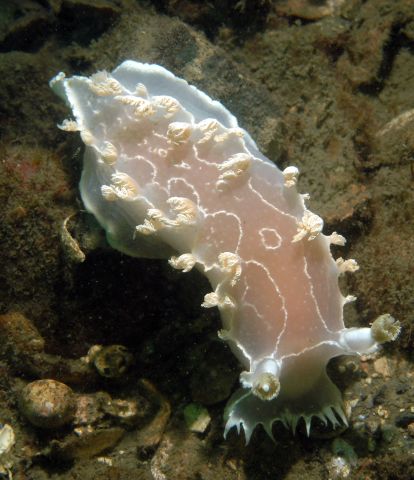 Diamondback Nudibranch (Tritonia festiva)