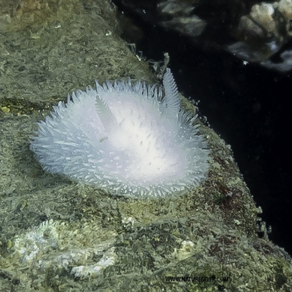 Hairy Spiny Doris (Acanthodoris pilosa)