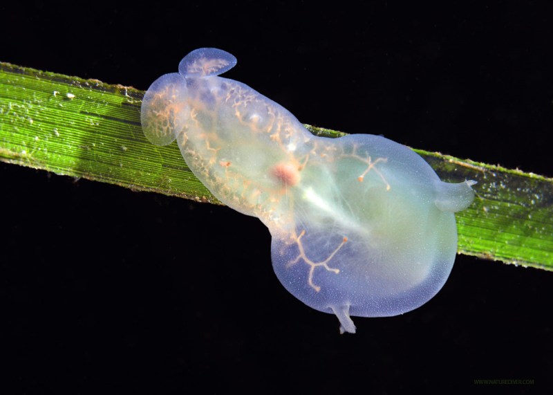 Hooded Nudibranch (Melibe leonina)