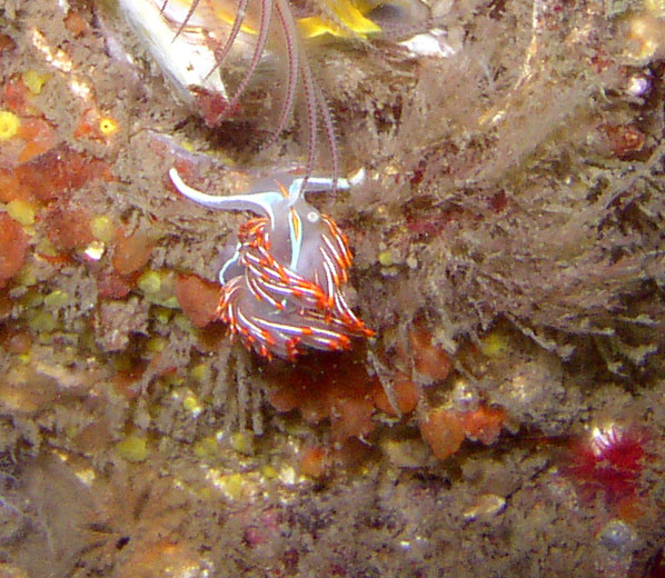 Opalescent Nudibranch (Hermissenda crassicornis)