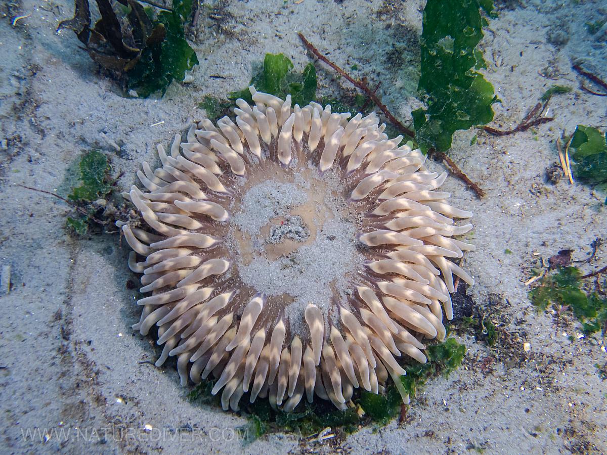 Stubby Rose Anemone (Urticina coriacea)