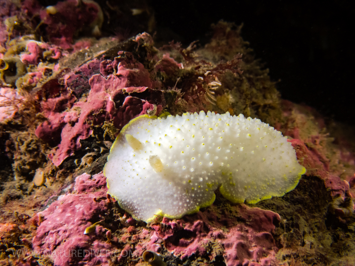 Yellow Rimmed Nudibranch (Cadlina luteomarginata) 2