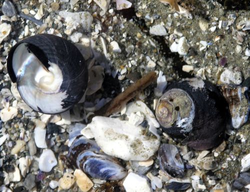 Black Turban Snail (Tegula fenebralis)