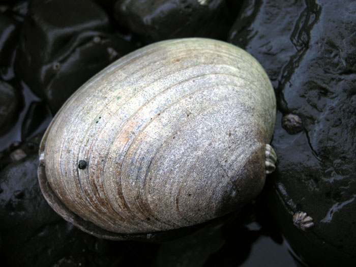 Butter Clam (Saxidomus giganteus)