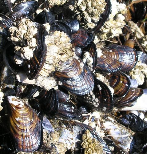 California Mussel (Mytilus californianus)