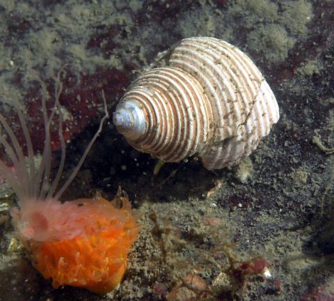 Channelled Topsnail (Calliostoma canaliculatum)