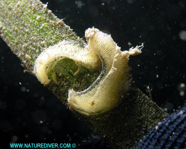 Eggs - White Bubble Shell (Haminoea vesicula) unconfirmed