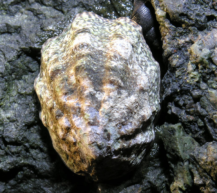 Fingered Limpet (Lottia Digitalis)