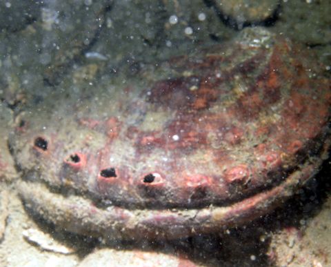 Northern Abalone (Haliotis kamtschatkana)