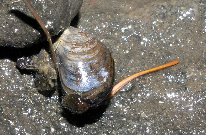 Foolish Mussel (Mytilus trossulus)