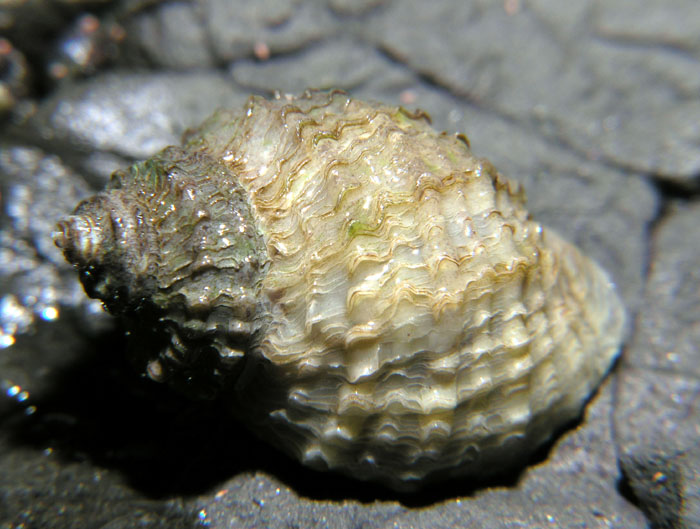 Frilled Dogwinkle (Nucella Lamellosa)