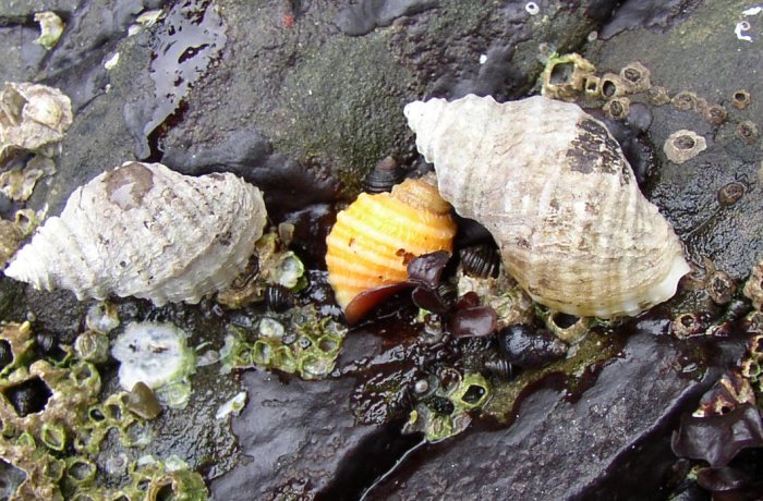 Frilled Dogwinkles (Nucella lamellosa)