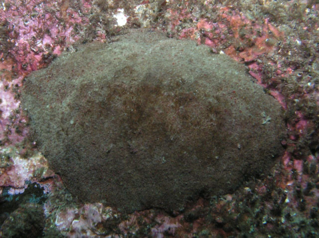 Giant Gumboot Chiton (Cryptochiton stelleri)