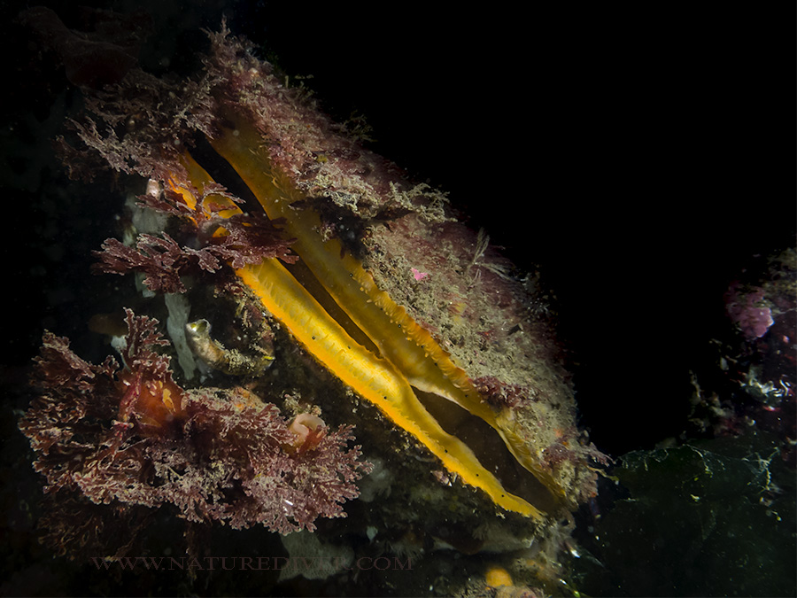 Giant Rock Scallop (Crassadoma gigantea) 2