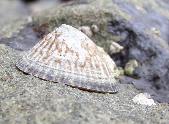 Mask Limpet (Tectura persona)