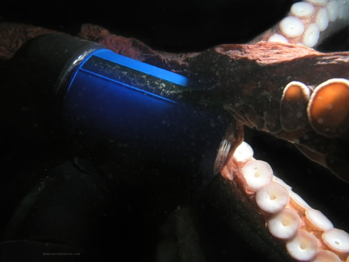 Pacific Octopus Attack