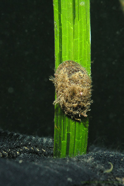Pacific Eelgrass Limpet (Lottia alveus paralella)