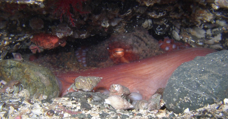 Pacific Octopus (Octopus dofleini)