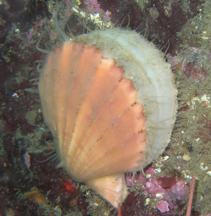 Pacific Pink Scallop
