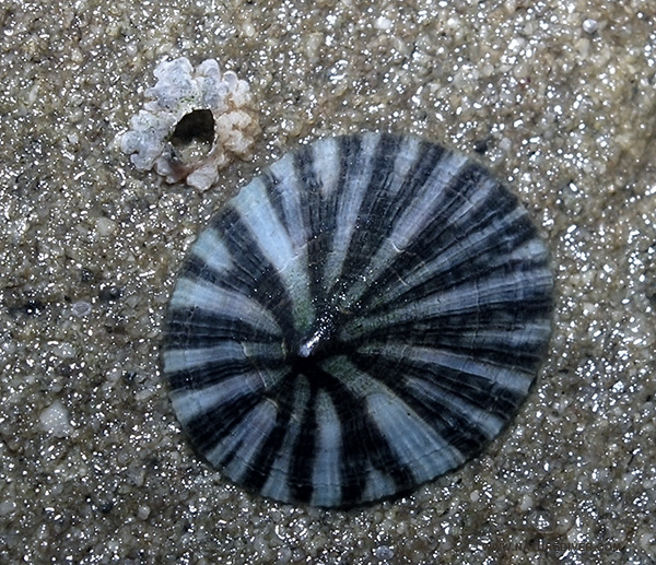 Pacific Plate Limpet (Tectura scutum)