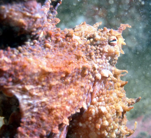 Pacific Red Octopus (Octopus rubescens)