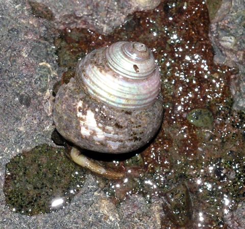 Puppet Margarite (Margarites pupillus)