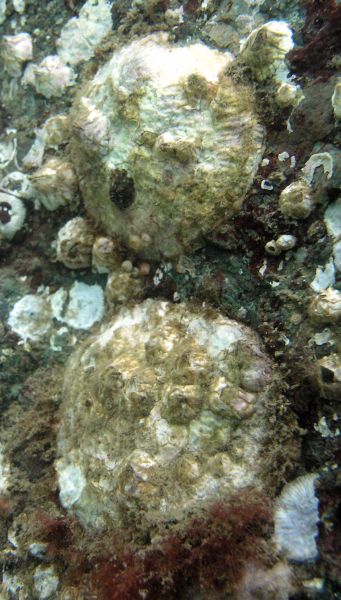 Rock Oyster (Pododesmus cepio)