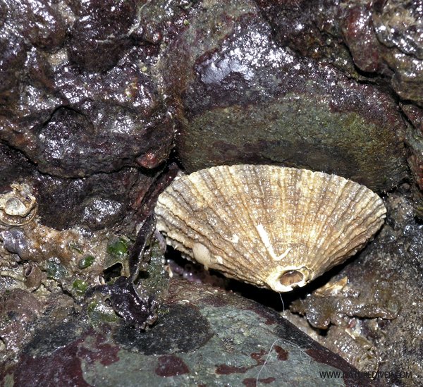 Rough Keyhole Limpet (Diodora aspera)