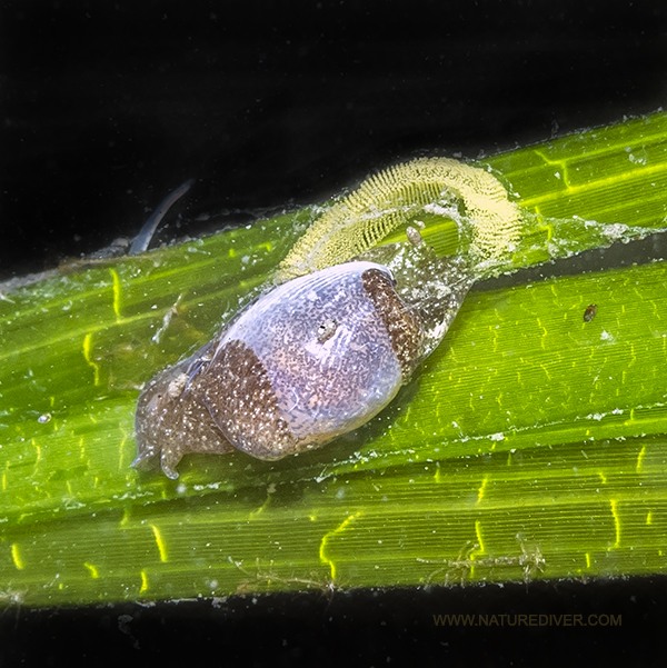 Small Bubble Shell (Cylichna attonsa)