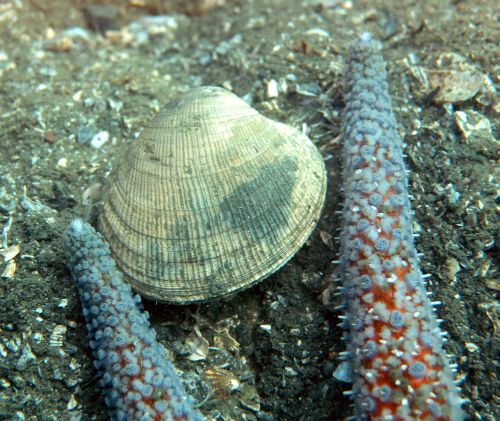 Smooth Cockle (Clinocardium blandum)