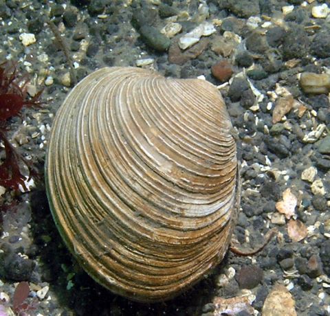 Thin-shell Litleneck (Protothaca tenerrima)