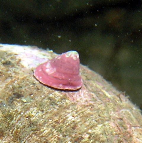 Whitecap Limpet (Acmaea mitra)