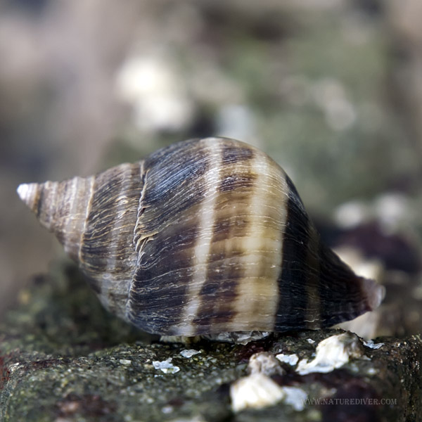 Wrinkled Dogwinkle (Nucella lamellosa)